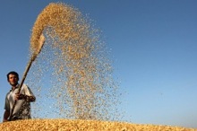 Fao, produzione cerealicola di 2.323 milioni di tonnellate