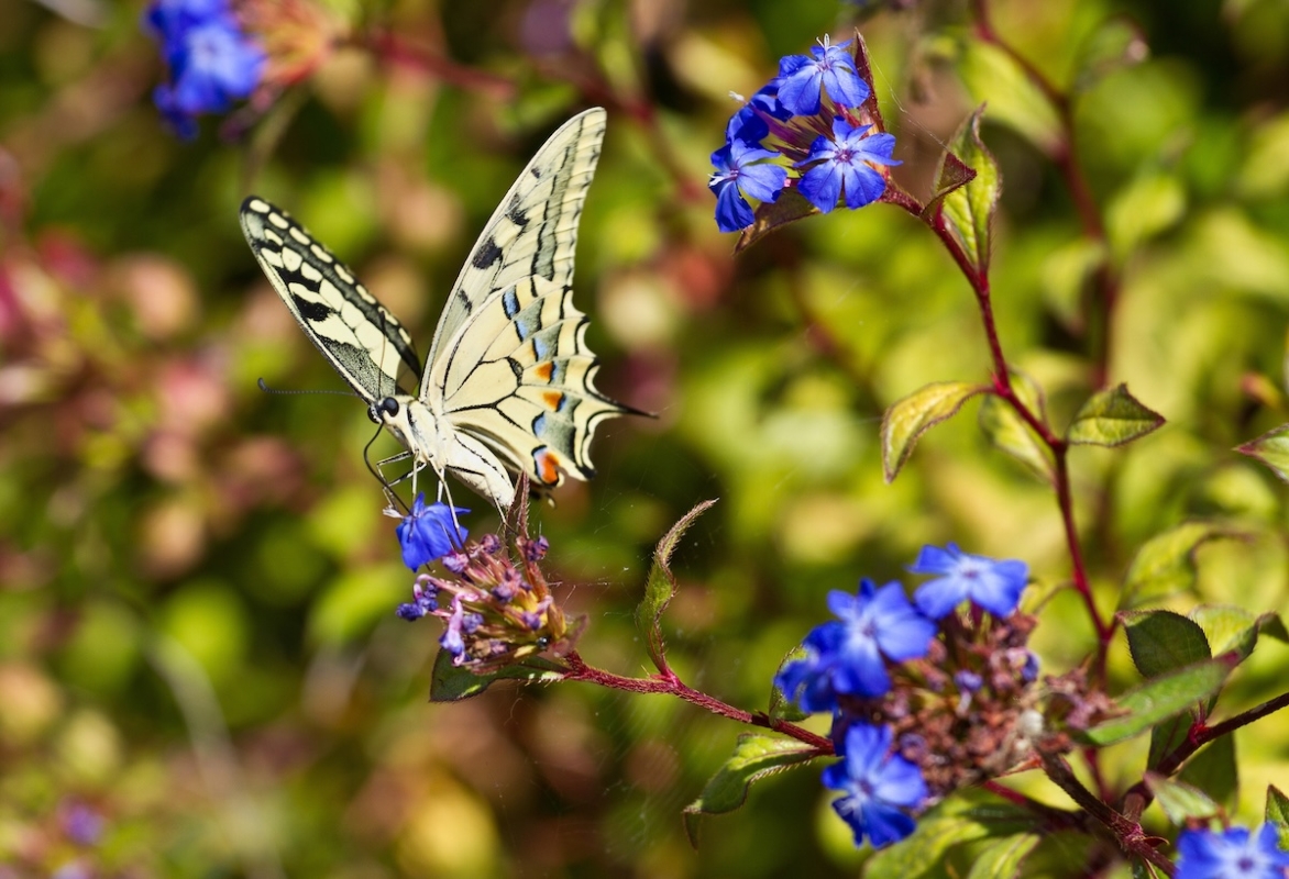 Farfalla bianca e colorata si posa su fiori blu, esempio di biodiversità