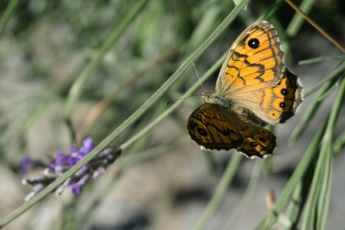Stiamo assistendo al declino degli impollinatori
