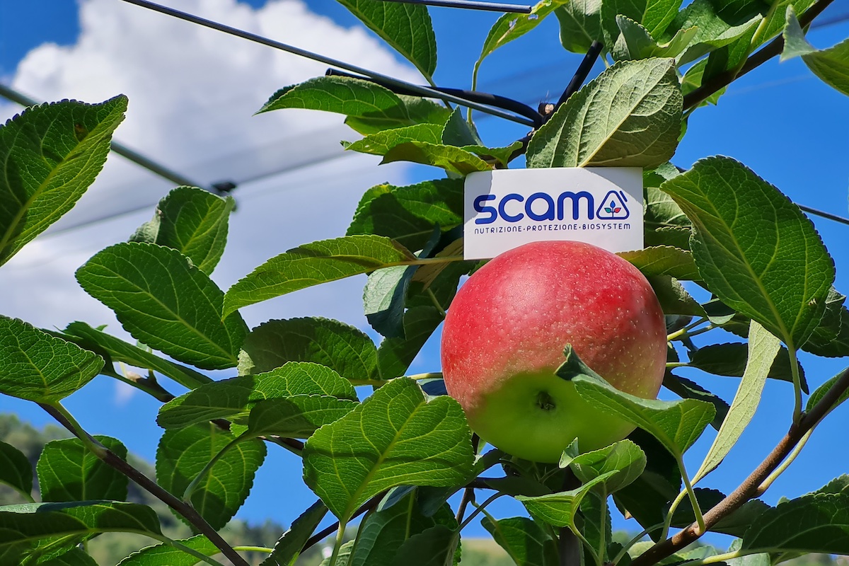 Articoli Che Parlano Di NEWFERSTIM Ca Mg AgroNotizie