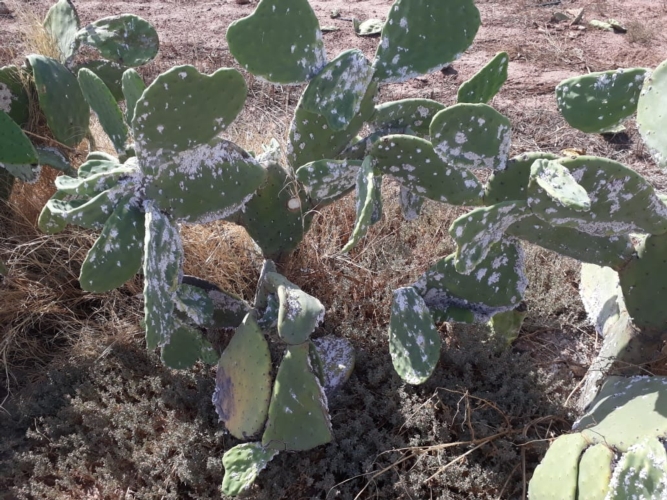 Una pianta di fico d'India aggredita da  Dactylopius opuntiae in Marocco