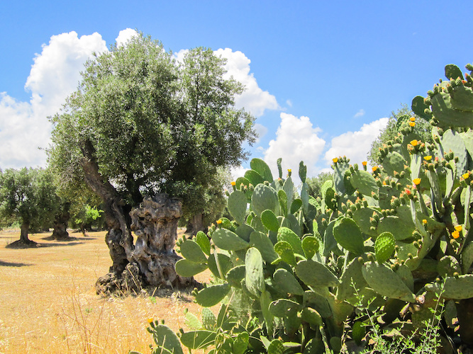 Agricoltura mediterranea, il progetto ProSmallAgriMed punta a migliorare fertilità e produttività in zone aride e semiaride (Foto di archivio)