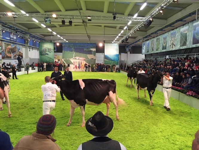 Grande successo per le mostre dedicate alla razza Bruna e alla Holstein nell'ambito della Fazi 2015