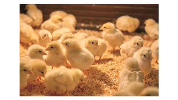 EVENTO - Fieravicola Poultry Forum & B2B, la prima edizione