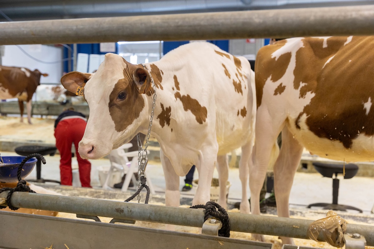 I bovini e non solo saranno protagonisti alle Fiere Zootecniche Internazionali di Cremona dal 27 al 29 novembre 2025 