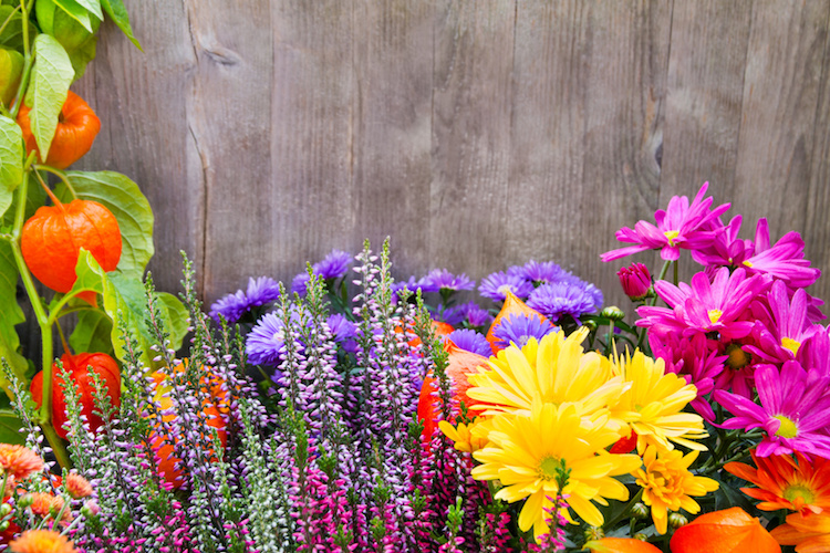 E' possibile uscire per acquistare fiori, piante e sementi (Foto di archivio)