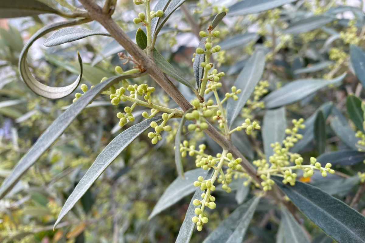 Maltempo e fioritura dell'olivo