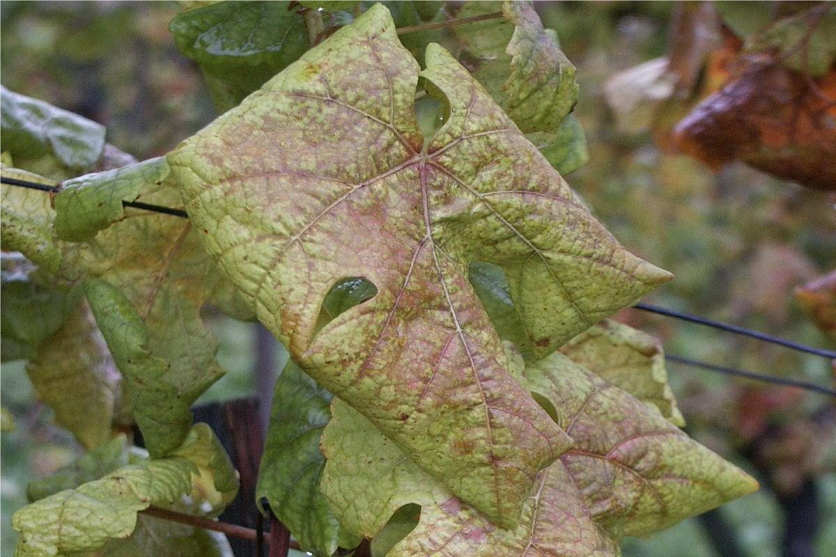 Una foglia di vite da uva rossa con sintomi di flavescenza dorata (Foto di archivio)
