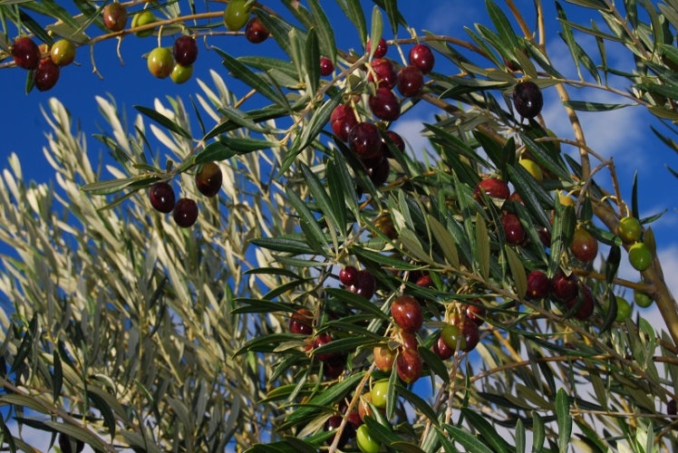 Iniziata la lotta contro la mosca dell'olivo e contro la mosca della frutta, su agrumi