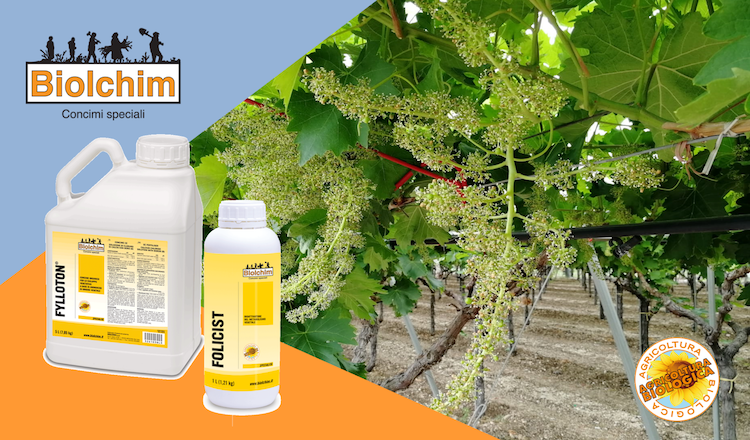  Folicist® e Fylloton aumentano la lunghezza del rachide, massimizzando la produttività dei vitigni a grappolo serrato