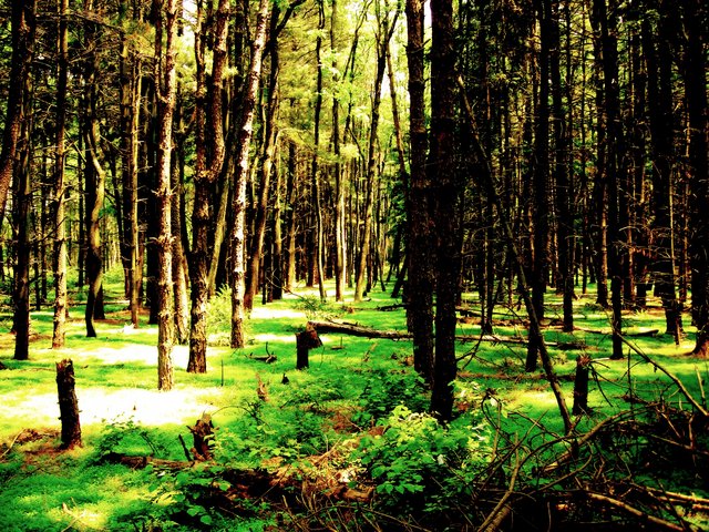 Produzione energetica forestale, potenzialità e limiti