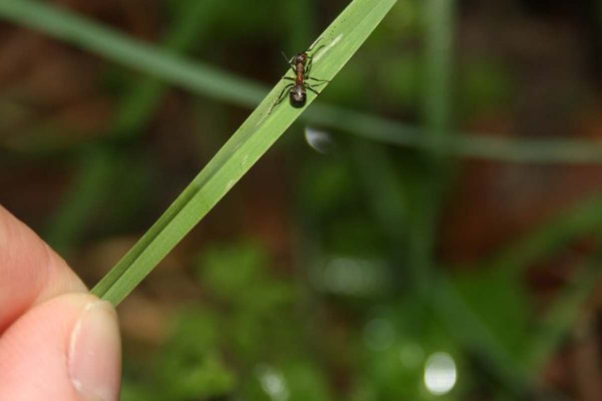 Il parassita D. dendriticum spinge le formiche a comportamenti suicidi