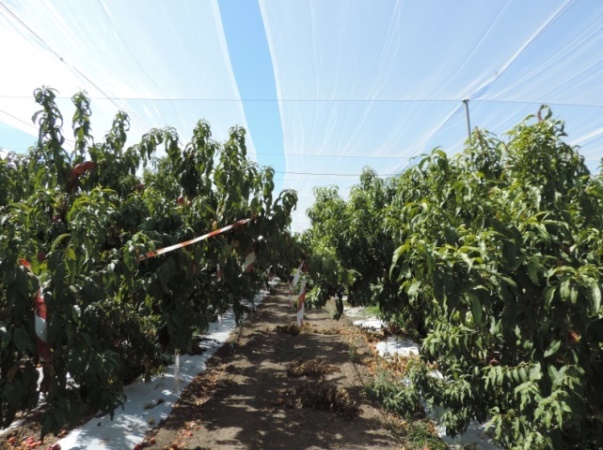 Copertura con normali reti antigrandine e gestione del suolo con mulching biodegradabile, uno degli esperimenti a confronto illustrati