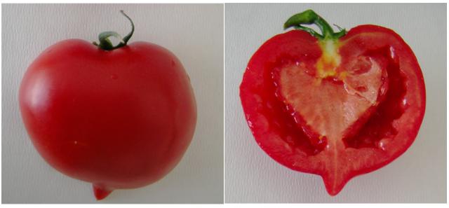 Il nuovo gene 'Aucsia' regole le fasi iniziali di sviluppo del frutto di pomodoro
