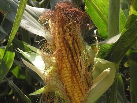 EuroChem Agro Spa, i piani di fertilizzazione del mais