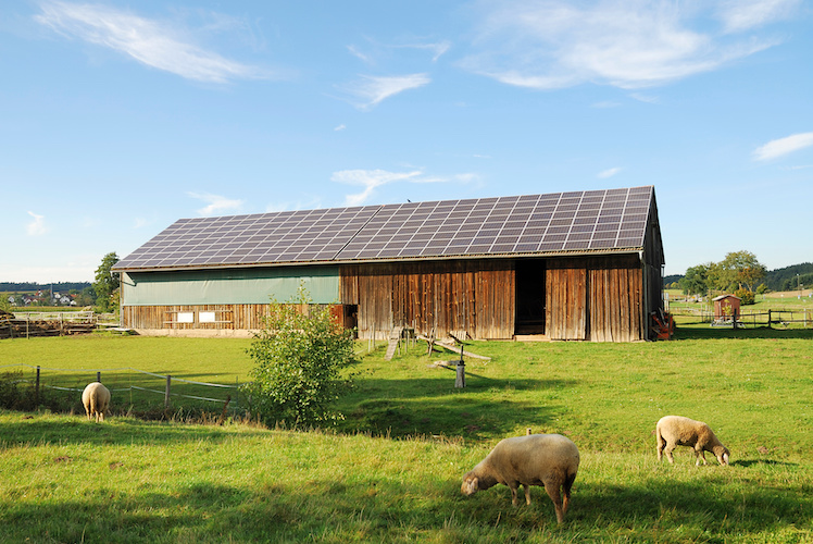 fotovoltaico-pecore-energie-rinnovabili-bioenergie-lavoro-agricolo-by-manfredxy-adobe-stock-748x500.jpeg