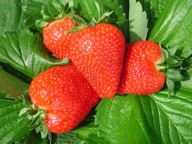 I frutti della varietà Clery sono risultati in media i più buoni con un punteggio superiore a 6