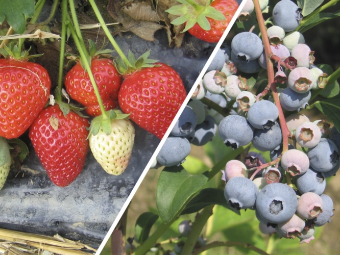 Fragola e piccoli frutti, presentate le liste varietali 2015