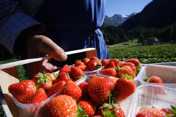 Raccolta dei piccoli frutti e della verdura con il marchio di qualità Alto Adige: qualità buona nonostante l’estate fredda e piovosa