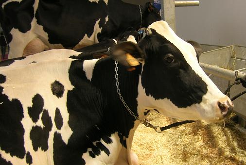 Il decreto legge che aumenta le quote latte è operativo. Ma molti allevatori si sentono discriminati 