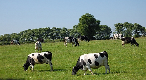 La produzione di latte, nonostante la riduzione del numero di allevamenti, si mantiene costante