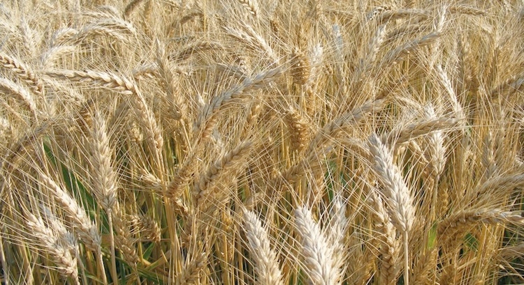 Bologna è stata la varietà di grano tenero più coltivata nel 2012