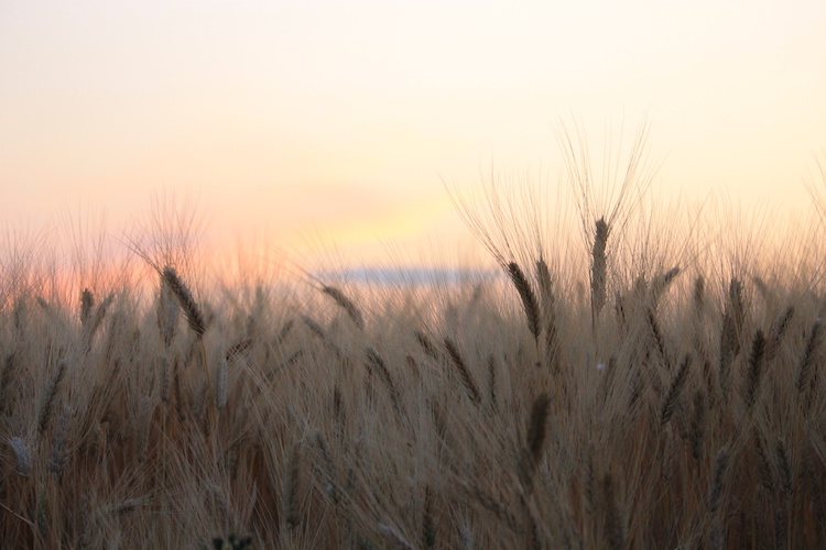 La produzione di grano è fortemente legata al clima (Foto di archivio)