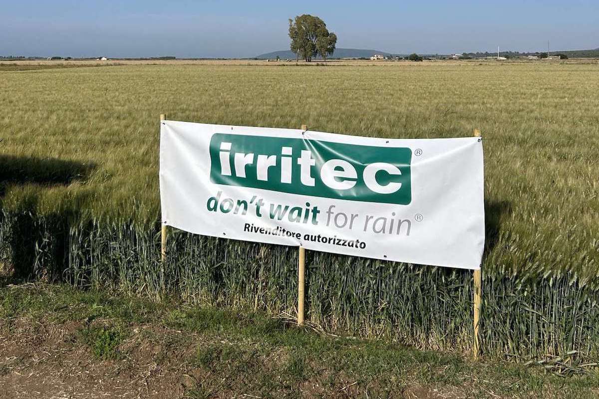 Le soluzioni di microirrigazione Irritec permettono corretti apporti idrici anche al grano