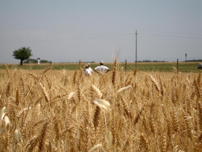 Nel mantovano le superfici coltivate a cereali autunno vernini quest'anno potrebbero crescere del 10-15%