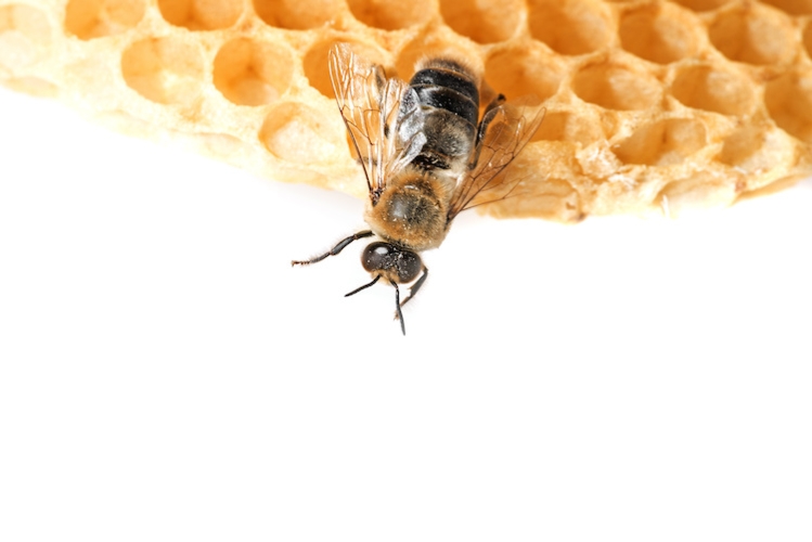 Un fuco di ape mellifica, uno studio danese ne ha valutato l'uso come alimento umano