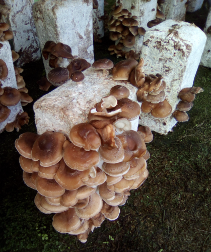 funghi-shiitake-fungaia-rubrica-agroinnovatori-nov-2020-fonte-tenuta-pozzi.png