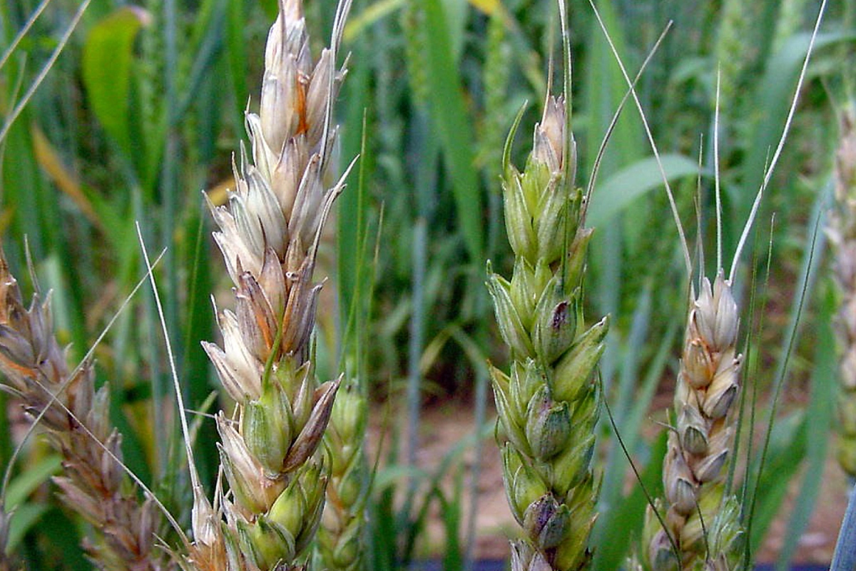 Come riconoscere la Fusariosi e come difendere il grano