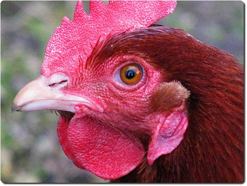 L'influenza aviare è molto contagiosa e può presentarsi in forme con elevata mortalità