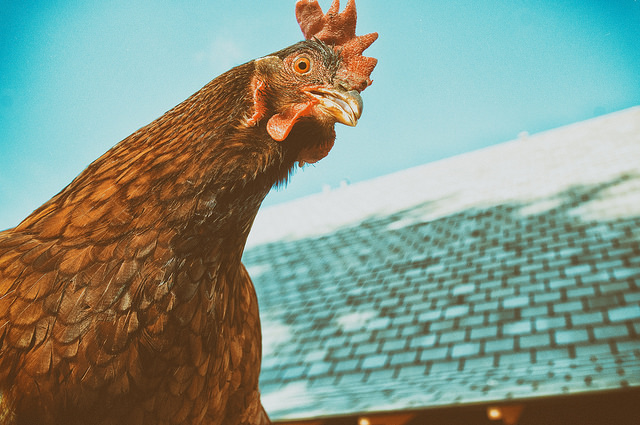  L'ultimo episodio di influenza aviaria si è verificato in un allevamento con più di 130mila galline ovaiole 