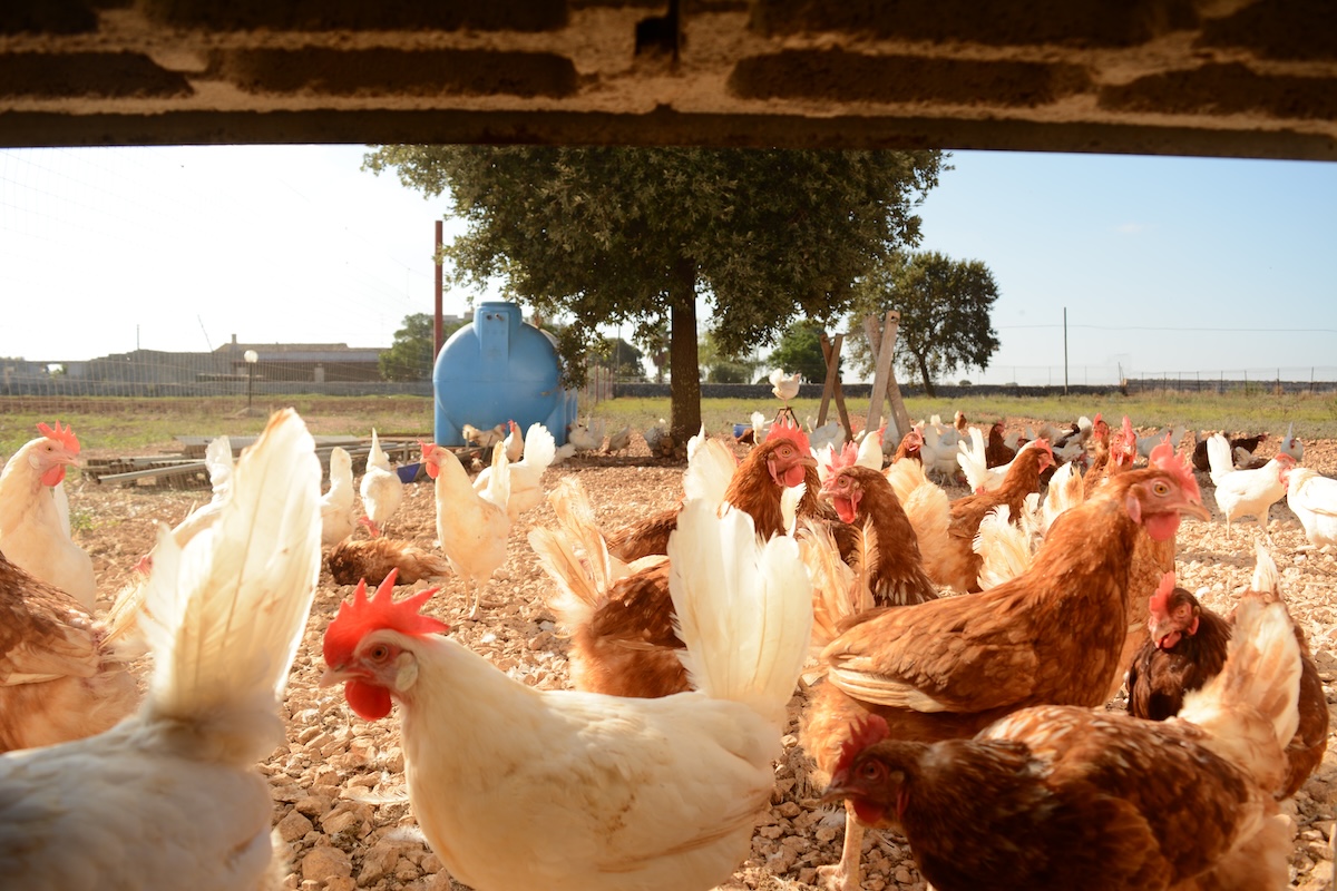 Galline ovaiole a terra