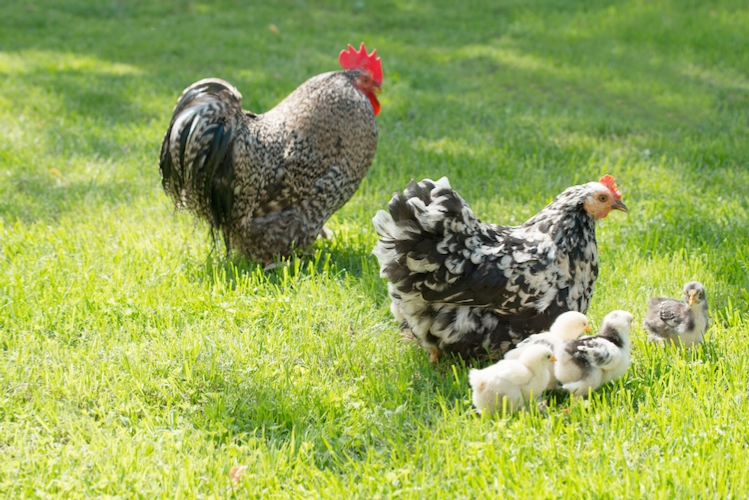  Per le ovaiole all'aperto Bruxelles aumenta il periodo di confinamento quando c'è pericolo di influenza aviaria