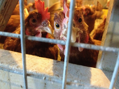 Tutti gli allevamenti dell'Emilia Romagna sono sotto controllo per evidenziare l'eventuale presenza del virus dell'influenza aviare