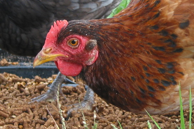 'Meno casi d’influenza aviaria, anche se persiste la minaccia'