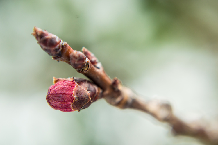 gemma-ramo-fioritura-primavera-by-mettsalvo-adobe-stock-750x499.jpeg