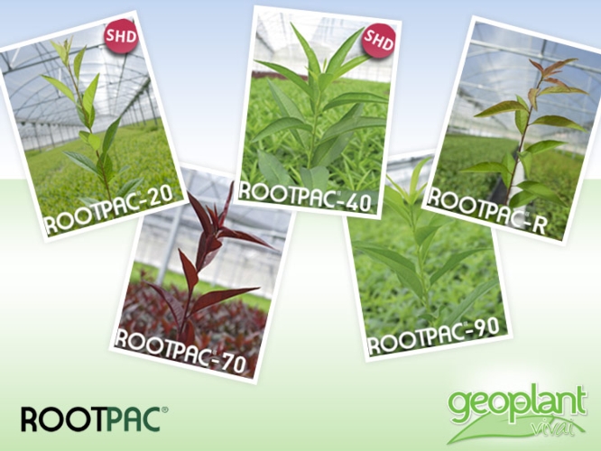 Rootpac®, i portinnesti di Agrimillora per garantire longevità al frutteto, produrre frutta di qualità e ridurre i costi di produzione