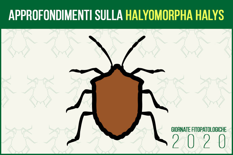 Halyomorpha halys, approfondimenti dalle Giornate fitopatologiche 2020