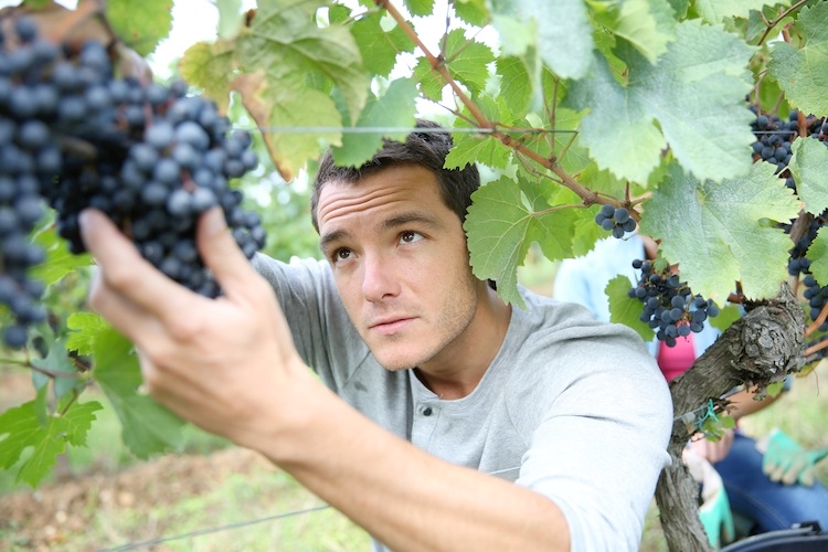 Il miglioramento genetico può rendere la viticoltura più sostenibile (Foto di archivio)