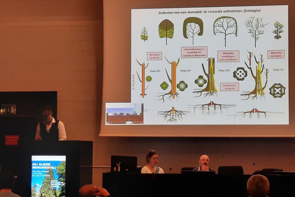 Giovanni Morelli al convegno sugli alberi monumentali, Bologna 23 e 24 maggio 2025