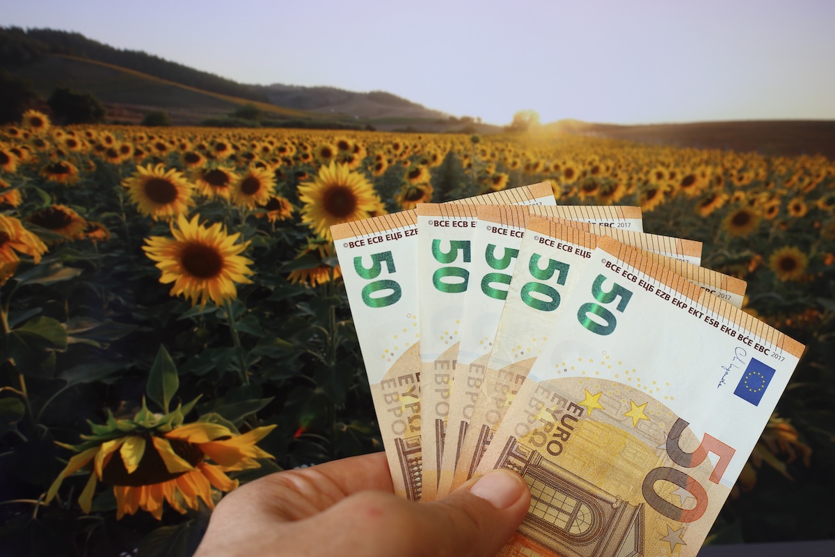 Premi accoppiati per girasole e colza, validazione entro il 30 settembre 2025