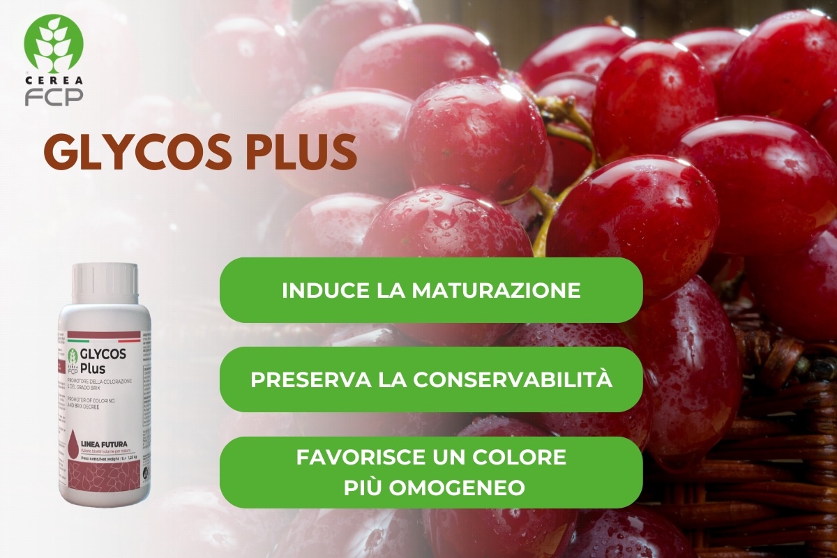 Uva da tavola: migliora la colorazione dei grappoli con Glycos Plus di Fcp Cerea