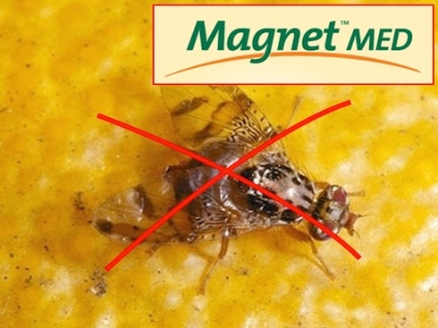 Magnet Med: una sola applicazione annuale garantisce il controllo della Mosca mediterranea per tutta la stagione