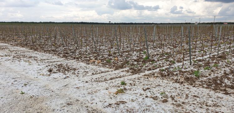 Gli effetti devastanti della grandinata su un campo coltivato a fagioli