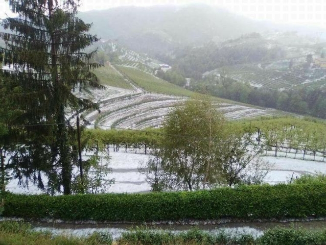 Coldiretti: weekend nero per la viticoltura veneta