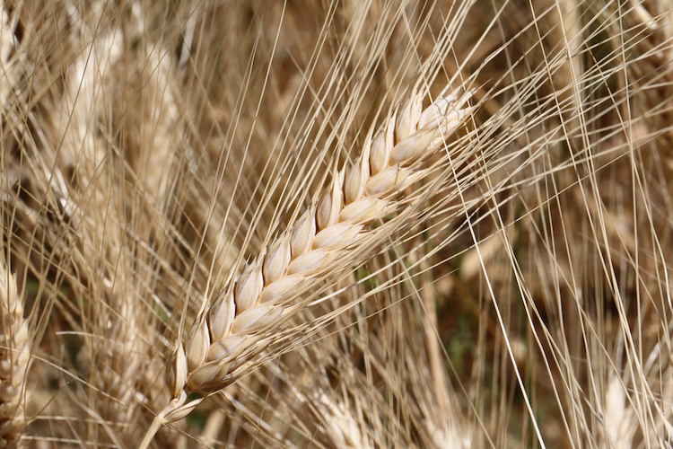 Riutilizzare la granella come semente autoprodotta è consentito dalla legge (Foto di archivio)