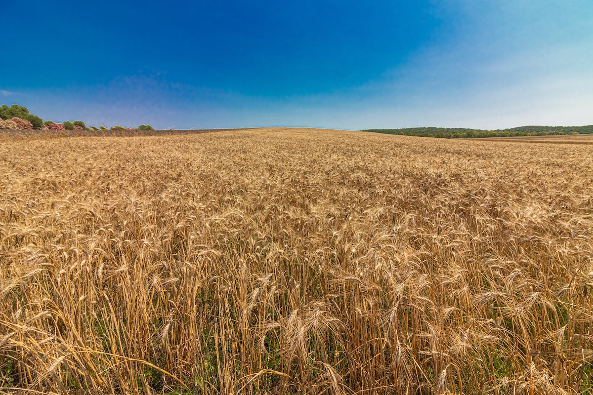 grano-duro-frumento-duro-campo-cerealicoltura-by-murasal-adobe-stock-1200x800.jpeg